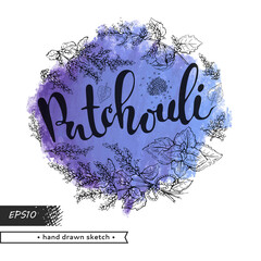Circle filled Patchoulis inflorescences and flowers with lettering Patchouli. Detailed hand-drawn sketches, vector botanical illustration. - obrazy, fototapety, plakaty