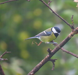 Fototapeta premium Great tit (Parus major) standing on a piece of wood. Colorful common bird standing on a piece of wood.