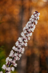 Autumn plants and flowers in the garden in Russia. Natute background
