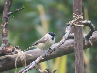 Fototapeta premium Marsh tit (Poecile palustris) perching on a beautiful tree branch. Beautiful marsh tit perching.