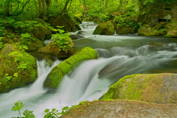 奥入瀬渓流