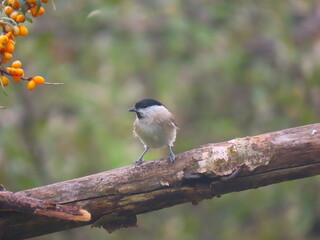 Marsh tit (Poecile palustris) perching on a beautiful tree branch. Beautiful marsh tit perching.