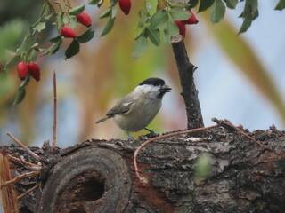 Marsh tit (Poecile palustris) perching on a beautiful tree branch. Beautiful marsh tit perching.