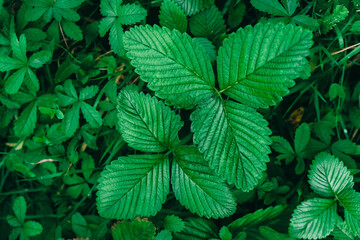 Green strawberry leaves as background. Beautiful texture of wet leaves. Top view. Copy space. Can use as banner