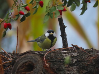 Great tit (Parus major) standing on a piece of wood. Colorful common bird standing on a piece of wood.