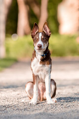 Cute border collie dog puppy. Funny ears. Puppy dog