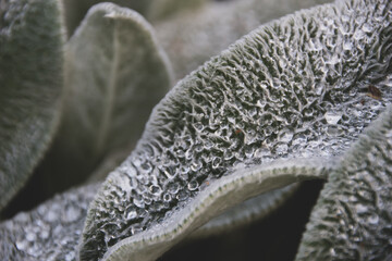 Close up photo leaves a plant in a hair coating with drops of water on it