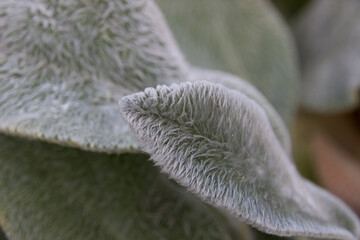 Close up photo leaves a plant in a hair coating