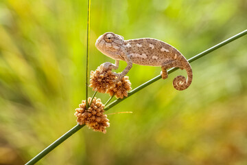 from nature baby chameleon