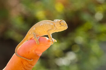from nature baby chameleon