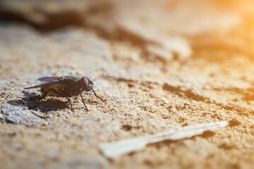 Fly standing on wood trunk in sunlight macro shot