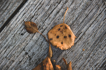 Close up photos of autumn leaves on a wooden background