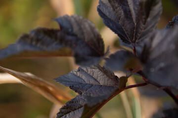 Beautiful bush branch close up against