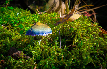 mushroom in the forest
