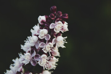 Autumn plants and flowers in the garden in Russia. Natute background