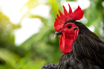 Portrait Chicken have red comb. Black australorp rooster.