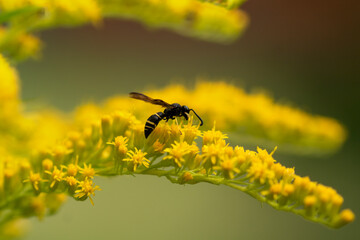 bee on yellow flower