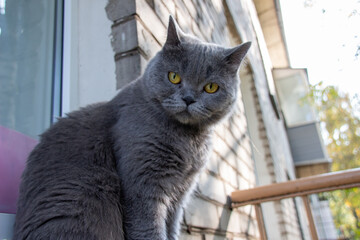 A beautiful gray British cat sits on the windowsill.