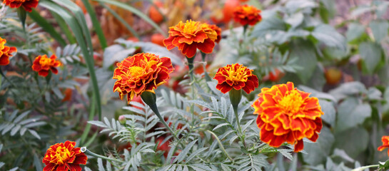 Colorful delicate flowers in green bush