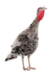 Gray turkey isolated on white background.