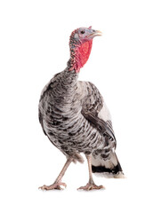 Gray turkey isolated on white background.