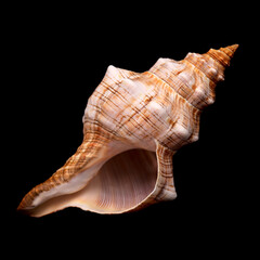 Pleuroploca trapezium, trapezium horse conch shell isolated on black