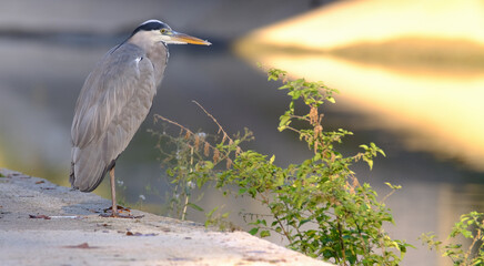Héron gris debout face à la rivière 