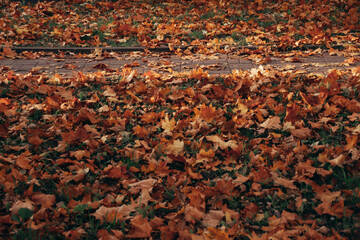 Beautiful autumn landscape. Colorful foliage in the park.