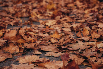 Beautiful autumn landscape. Colorful foliage in the park.