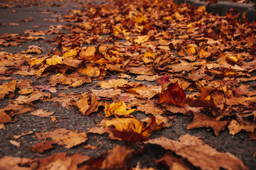 Beautiful autumn landscape. Colorful foliage in the park.