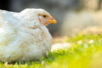 Hen feed on traditional rural barnyard. Close up of white chicken sitting on barn yard with green grass. Free range poultry farming concept.
