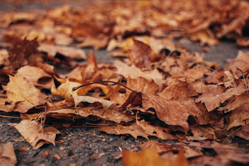 Beautiful autumn landscape. Colorful foliage in the park.
