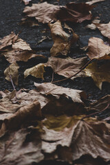 Autumn leaves on the ground. Dark background