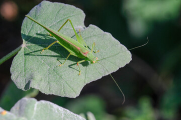 Gros plan insecte sur une feuille