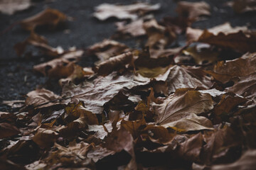 Autumn leaves on the ground. Dark background