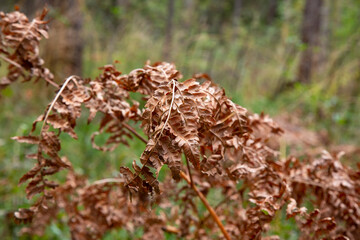 Autumn colors. Bright orange leaves of the fern in rainy weather. Golden autumn. Beautiful autumn background. Horizontal location, Copy space.