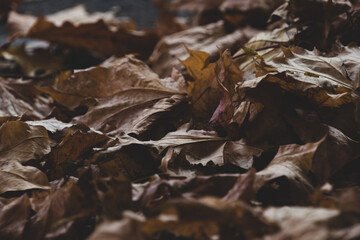 Autumn leaves on the ground. Dark background