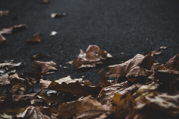 Autumn leaves on the ground. Dark background