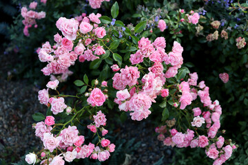 Beautiful romantic pink flowers. Green bush with delicate flowers