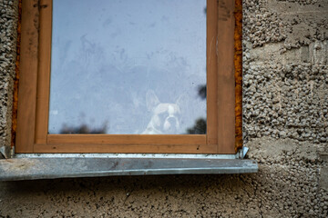 french bolldog in the window