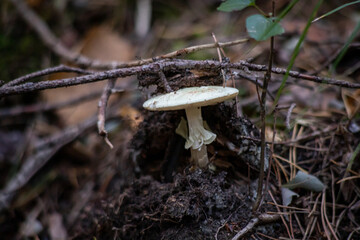 mushroom in the forest
