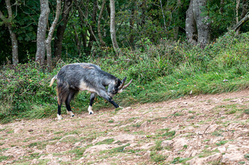 Wild British Primitive Feral Goat