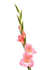 Gentle pink gladiolus or sword lily isolated on white background © Tamara Kulikova