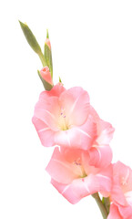 Gentle pink gladiolus or sword lily isolated on white background
