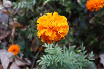 Beautiful orange flower in delicate garden. Macro flower backdrop