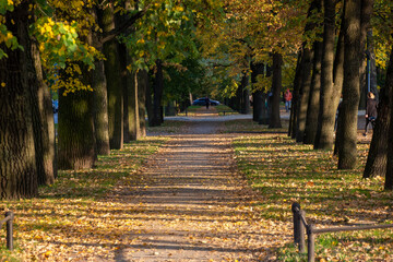People walk on the autumn road in the park. Beautiful landscape in Pushkin