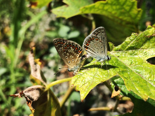 Two butterflies together on the green leaf.