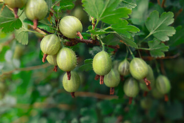 Gooseberries on branch in garden.