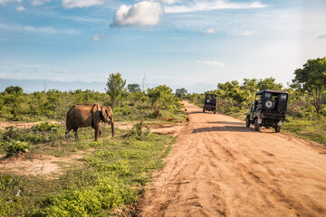 asian live elephant on safari - obrazy, fototapety, plakaty