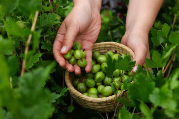 Woman hands holding berries.